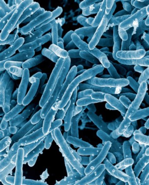 mycobacterium tuberculosis bakterien rem doccheck