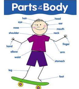 ctp parts   body learning chart froggy pond teacher solutions