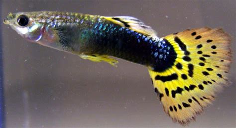 guide  caring  guppies  focus  shapes  patterns