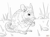 Coloring Chinchilla Pages Tailed Long Chinchillas Drawing Printable Animals Super Skip Main sketch template