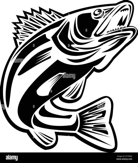 Black And White Illustration Of A Barramundi Or Asian Sea Bass Or Lates