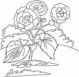 Begonia sketch template