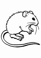 Maus Ausmalbild Ausmalbilder Ausdrucken Maeuse Mäuse Danger sketch template