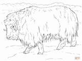 Ox Musk Bue Buey Almizclero Muskox Realista Supercoloring Taiga Tundra Muschiato Realistici Presepe Arctic sketch template