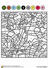 Magique Toucan Cm1 Zahlen Malen Colorier Hugolescargot sketch template