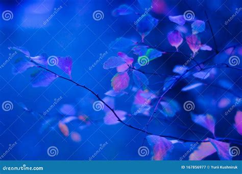 kleurrijke neonbladeren op twijgen zachte focus achtergrond getond door klassiek blauw stock
