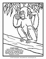 Chimpanzee Coloring Worksheet Information Curated Reviewed Grade sketch template