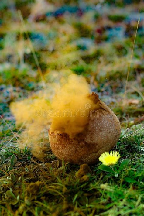 puffball mushroom exploding spores stock image image  explosion fungus