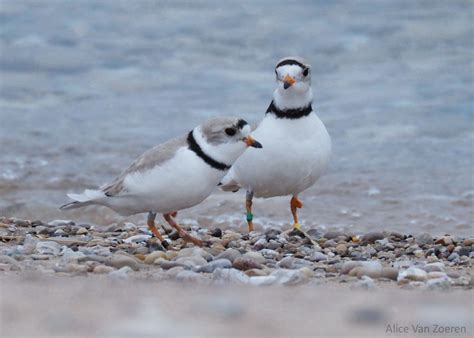 great lakes piping plovers   arrive