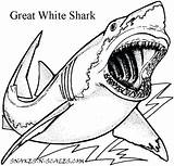 Shark Coloring Boy Pages Getcolorings Color sketch template