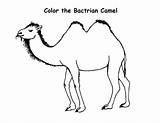 Camel Coloring Bactrian Pages Camels Printable Color Cartoon Kids Clipart Cliparts Animal Printing Desert Library Arabian sketch template