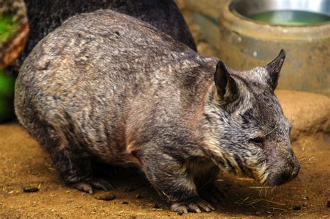 nothern hairy nosed wombat hairy