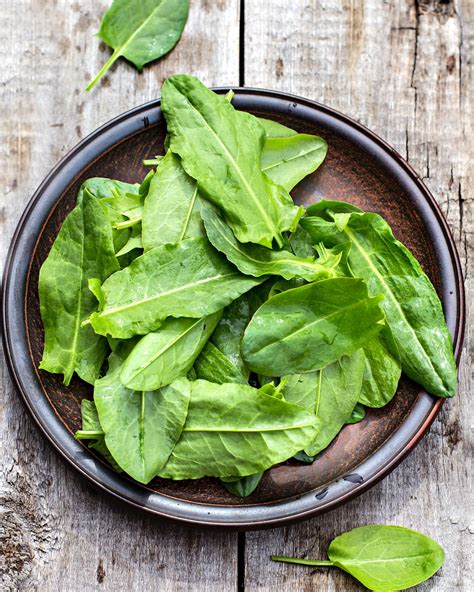 oseille une plante potagere piquante  acidulee