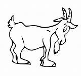 Cabra Montesa Cabras Chivas Granja Dibujar Infantiles Capra Ovejas Cerdos Vacas Aporta Utililidad sketch template
