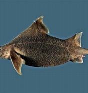 Afbeeldingsresultaten voor "oxynotus Bruniensis". Grootte: 176 x 185. Bron: fishesofaustralia.net.au