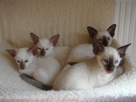 siamese kitten     choosing  cute pet siamese