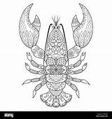 Lobster Coloring Line Alamy Shirt Book Logo sketch template