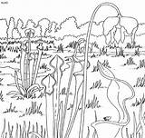 Coloring Pages Prairie Plant Animal Pitcher Sheets Kids Books 4to40 Grasslands Dog Sketch Template Book sketch template