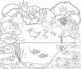 Depositphotos Ecosistema Patos Estanque Canards Lago Peces St2 Agua Ducklings Laminas sketch template