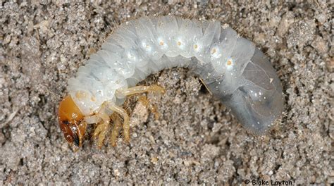 white grubs vol    mississippi state university extension service