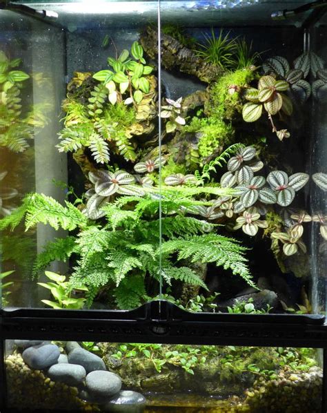 bunch umbrella fern  tropical plant  vivarium terrarium frog