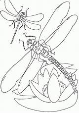 Libelle Capung Malvorlage Mewarnai Ausmalbilder Insect Libellen Dragonflies Bestcoloringpagesforkids Bunga Diatas Terbang Insects Ausmalbild Diwarnai Armadillo Coloringtop Libel sketch template