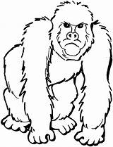 Gorilla Coloring Pages Silverback Getcolorings sketch template