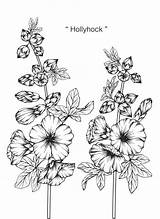 Hollyhock Rysunek Kwiat Hollyhocks Flowers Malwy Stockrose Szkic Premium Malwa Grafiken Vector Grafiki Blume Obraz Białe Liniowej Czarno sketch template