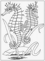 Coloring Seahorse Pages Adult Adults Realistic Drawing Outline Color Seashore Getcolorings Getdrawings Popular Printable sketch template