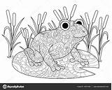 Frog Coloring Swamp Adults Lily Vector Book Illustration Stock Zen Dreamstime Stress Anti Adult Zentangle Depositphotos Patterns Generated 3d Nature sketch template