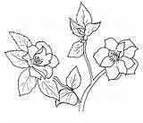 Camellia Coloring Pages Printables Drawing sketch template