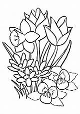 Tulpe Tulipa Dibujos Ausmalbild Kostenlos Colorironline sketch template
