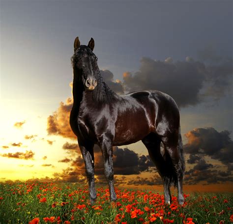 immagini  bellissimi cavalli  immagini  alta qualita gratis