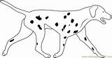 Dalmatian Dog Coloring Pages Coloringpages101 sketch template