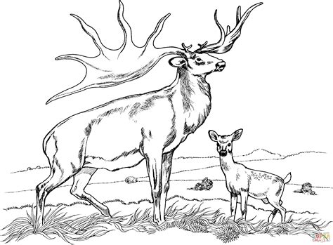 bull elk  baby elk coloring page  printable coloring pages
