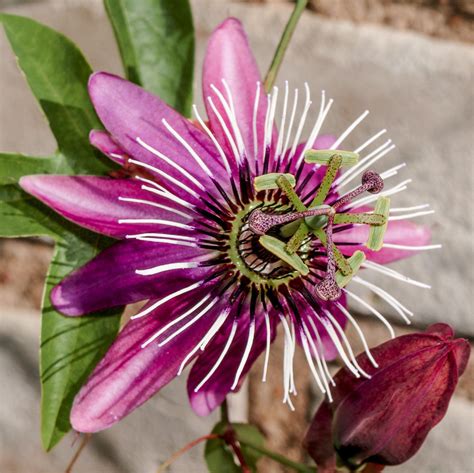 Pink Purple Passion Flower Plants For Sale Passiflora Victoria Easy