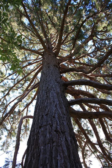 california redwood sequoia sempervirens geographic media