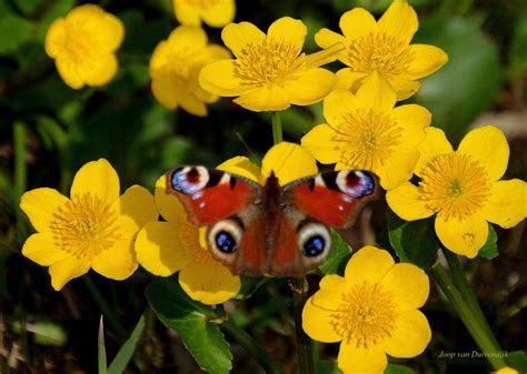 een mooie dagpauwenoog vlinderis neergestreken op een bosje uitgekomen dotterbloemen aan de