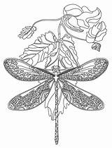 Dragonfly Colorish Dragonflies Zentangle sketch template