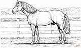 Kleurplaten Coloring Horses sketch template