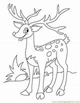 Coloring Antler Getcolorings Horn Deer Looking sketch template