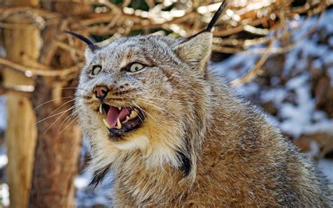 These Two Angry Yelling Lynx Are Probably Fighting About Sex Live