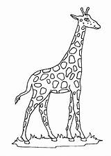 Giraffe sketch template