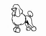 Poodle Caniche Line Dibujo Barbone Presuntuoso Presumido Cani Perros Clipartmag Dibuix Acolore Dibuixos sketch template
