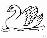 Swan Coloring Water Pages Drawing Line Swans Printable Tattoo Swimming Color sketch template