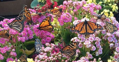 kathys gardening guide butterfly gardens  ponte vedra recorder
