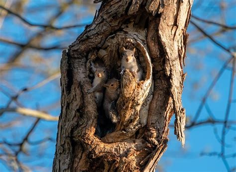 grey squirrel nest called  animalia lifeclub