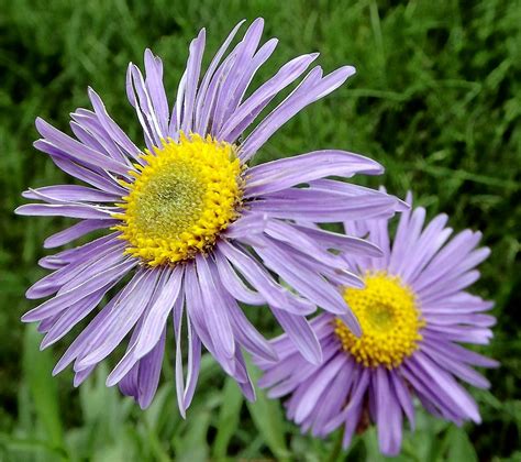 purple flower yellow center jamie  flickr