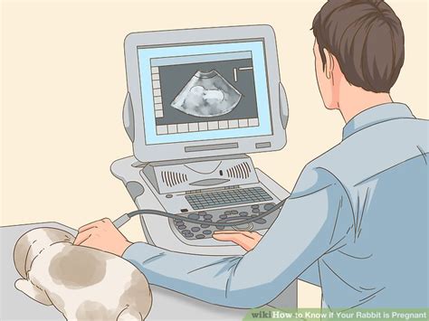how to know if your rabbit is pregnant 10 steps with pictures