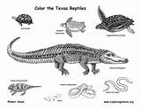 Reptiles sketch template